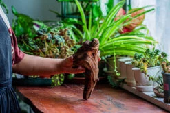 Natural Driftwood For Moss Terrarium, Miniature, Micro Landscape, Unique 12-14, Suitable For Both Live And Preserved Moss -Glass Plant Store IMG 2323