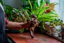 Natural Driftwood For Moss Terrarium, Miniature, Micro Landscape, Unique 12-14, Suitable For Both Live And Preserved Moss -Glass Plant Store IMG 2325