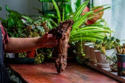 Natural Driftwood For Moss Terrarium, Miniature, Micro Landscape, Unique 12-17, Suitable For Both Live And Preserved Moss -Glass Plant Store IMG 2328