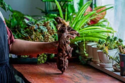 Natural Driftwood For Moss Terrarium, Miniature, Micro Landscape, Unique 12-17, Suitable For Both Live And Preserved Moss -Glass Plant Store IMG 2330