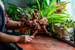 Natural Driftwood For Moss Terrarium, Miniature, Micro Landscape, Unique 12-21, Suitable For Both Live And Preserved Moss -Glass Plant Store IMG 2344