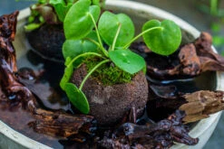 9cm / 3.5" Round Black Horticultural Lava Rock Volcanic Rock Planter For Succulents, Moss, Tropical Palants, Terrariums -Glass Plant Store IMG 2357 2