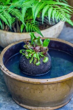 3 Unit 12cm / 4.7" Round Red Horticultural Lava Rock Volcanic Rock Planter For Succulents, Moss, Tropical Palants, Terrariums -Glass Plant Store IMG 2363