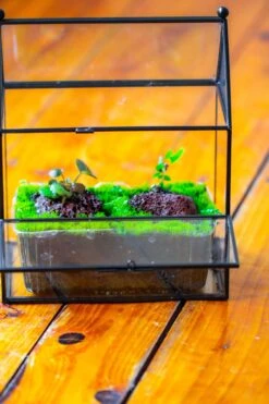 NCYP Simplified House Shape Glass Geometric Terrarium, With Side Door, With Mesh Vent Holes For Small Insects Pet 9 NCYP Simplified House Shape Glass Geometric Terrarium, With Side Door, With Mesh Vent Holes For Small Insects Pet -Glass Plant Store IMG 2486