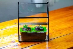 NCYP Simplified House Shape Glass Geometric Terrarium, With Side Door, With Mesh Vent Holes For Small Insects Pet 10 NCYP Simplified House Shape Glass Geometric Terrarium, With Side Door, With Mesh Vent Holes For Small Insects Pet -Glass Plant Store IMG 2503