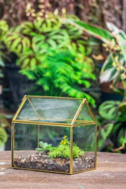 Handmade Black Gold Glass Box Geometric Terrarium With Lid For Planter Container Storage Case Gift 39 Handmade Black Gold Glass Box Geometric Terrarium With Lid For Planter Container Storage Case Gift -Glass Plant Store IMG 2577