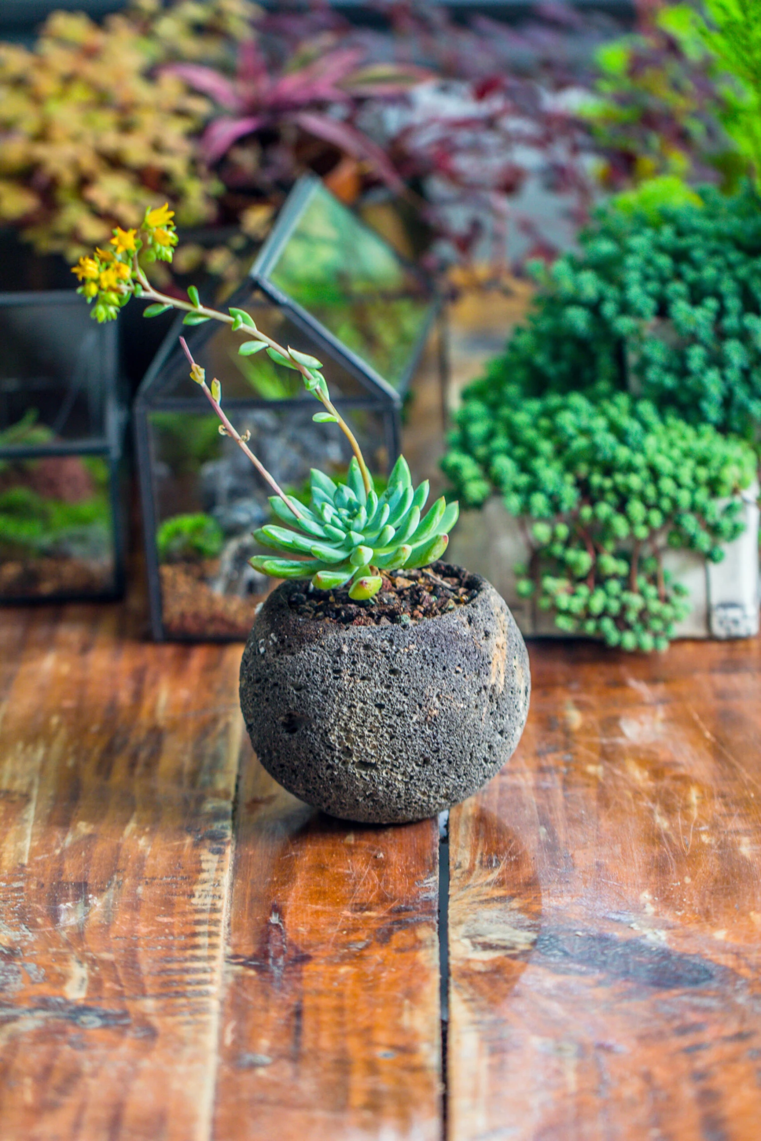 3 Units 8cm / 3.1" Round Black Horticultural Lava Rock Volcanic Rock Planter For Succulents, Moss, Tropical Palants, Terrariums 6 3 Units 8cm / 3.1" Round Black Horticultural Lava Rock Volcanic Rock Planter For Succulents, Moss, Tropical Palants, Terrariums - Image 6
