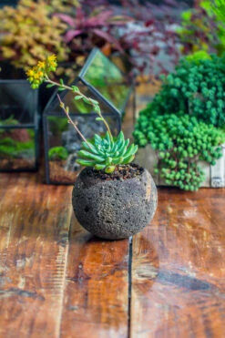 3 Units 8cm / 3.1" Round Black Horticultural Lava Rock Volcanic Rock Planter For Succulents, Moss, Tropical Palants, Terrariums 15 3 Units 8cm / 3.1" Round Black Horticultural Lava Rock Volcanic Rock Planter For Succulents, Moss, Tropical Palants, Terrariums -Glass Plant Store IMG 2651