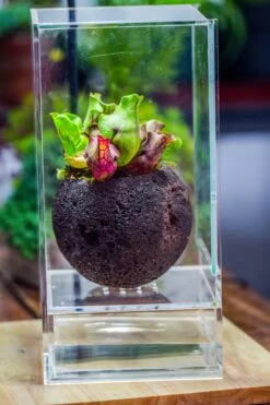 3 Unit 12cm / 4.7" Round Red Horticultural Lava Rock Volcanic Rock Planter For Succulents, Moss, Tropical Palants, Terrariums -Glass Plant Store IMG 2655