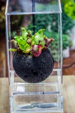 3 Unit 12cm / 4.7" Round Red Horticultural Lava Rock Volcanic Rock Planter For Succulents, Moss, Tropical Palants, Terrariums -Glass Plant Store IMG 2657