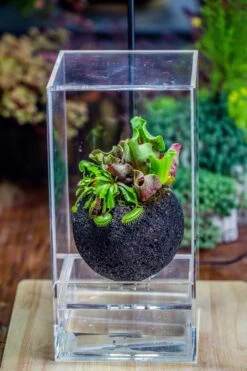 3 Unit 12cm / 4.7" Round Red Horticultural Lava Rock Volcanic Rock Planter For Succulents, Moss, Tropical Palants, Terrariums -Glass Plant Store IMG 2658