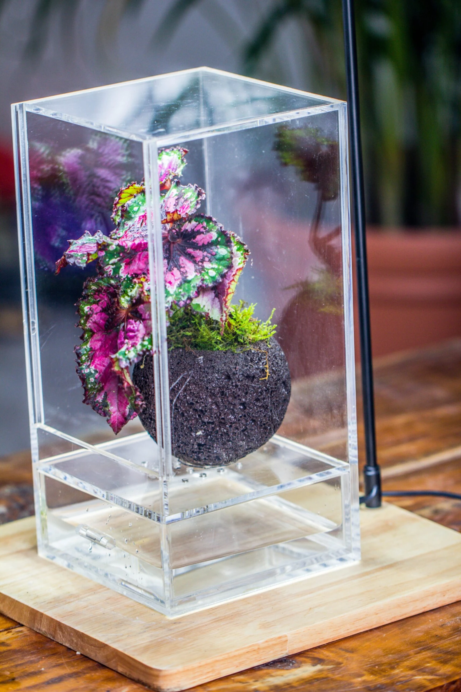 3 Units 10cm / 3.7" Round Red Horticultural Lava Rock Volcanic Rock Planter For Succulents, Moss, Tropical Palants, Terrariums 10 3 Units 10cm / 3.7" Round Red Horticultural Lava Rock Volcanic Rock Planter For Succulents, Moss, Tropical Palants, Terrariums - Image 10