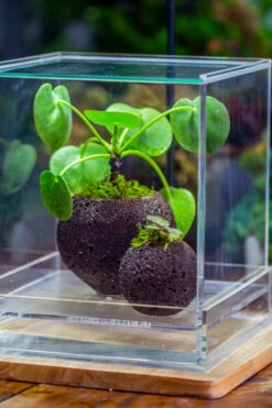 9cm / 3.5" Round Black Horticultural Lava Rock Volcanic Rock Planter For Succulents, Moss, Tropical Palants, Terrariums -Glass Plant Store IMG 2671