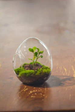 Dried Moss, 24L For DIY, Terrarium Building, Microlandscape, Orchid, Fern, Vertical Gardening 36 Dried Moss, 24L For DIY, Terrarium Building, Microlandscape, Orchid, Fern, Vertical Gardening -Glass Plant Store IMG 2908