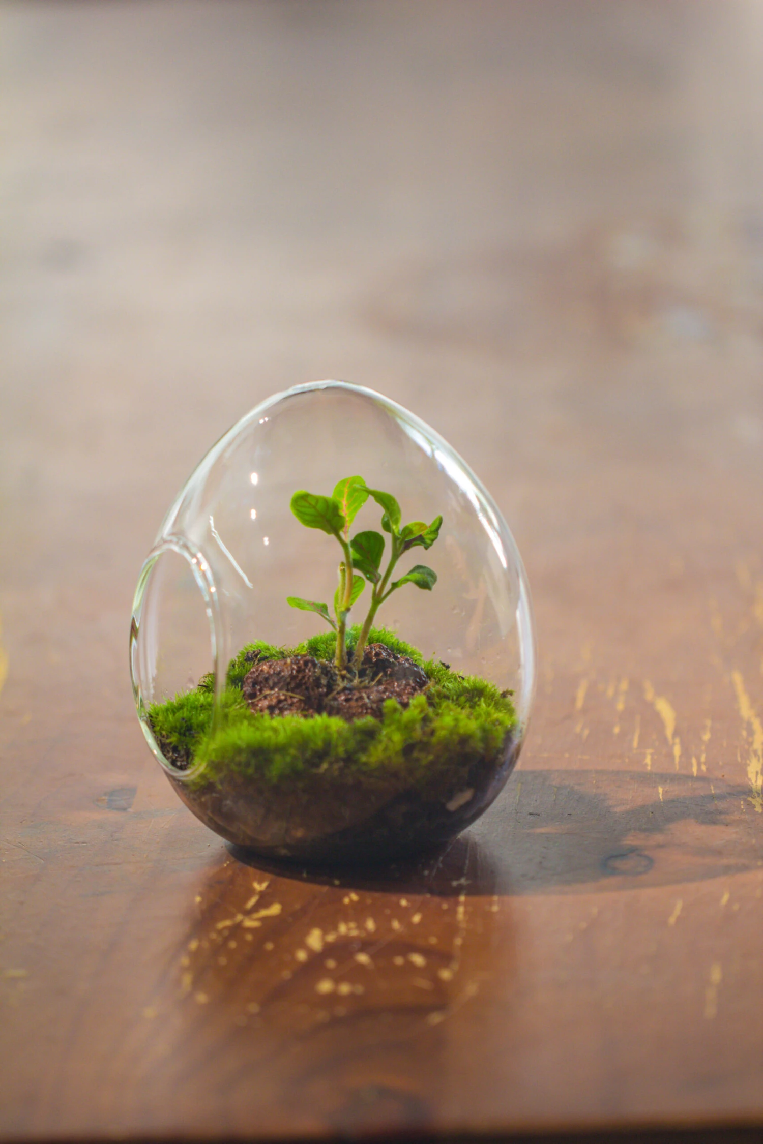 Dried Moss, 24L For DIY, Terrarium Building, Microlandscape, Orchid, Fern, Vertical Gardening 17 Dried Moss, 24L For DIY, Terrarium Building, Microlandscape, Orchid, Fern, Vertical Gardening - Image 17