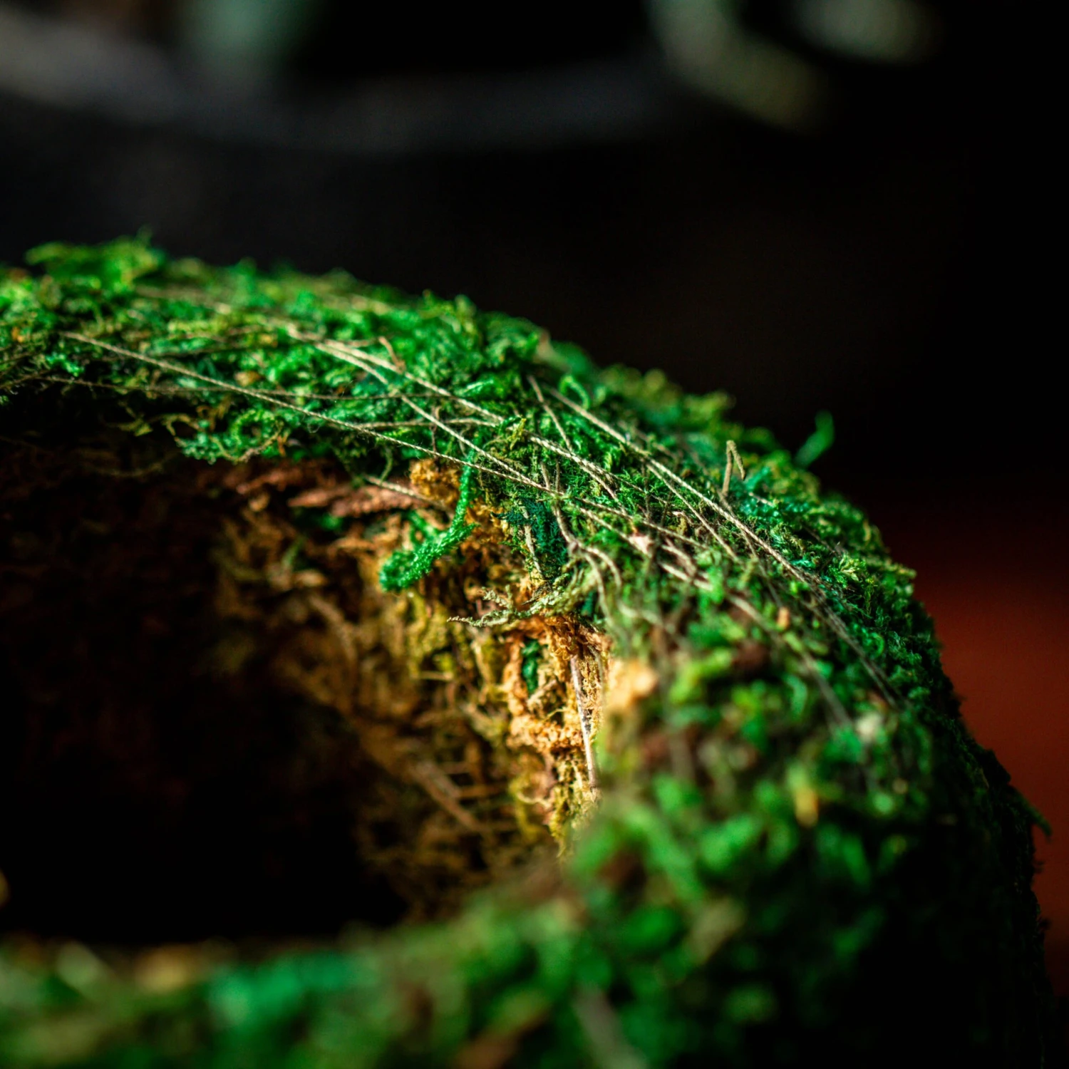 Preserved Hypnum Plumaeforme Wils. Moss Ball, Kokedama Planter 4 Preserved Hypnum Plumaeforme Wils. Moss Ball, Kokedama Planter - Image 4
