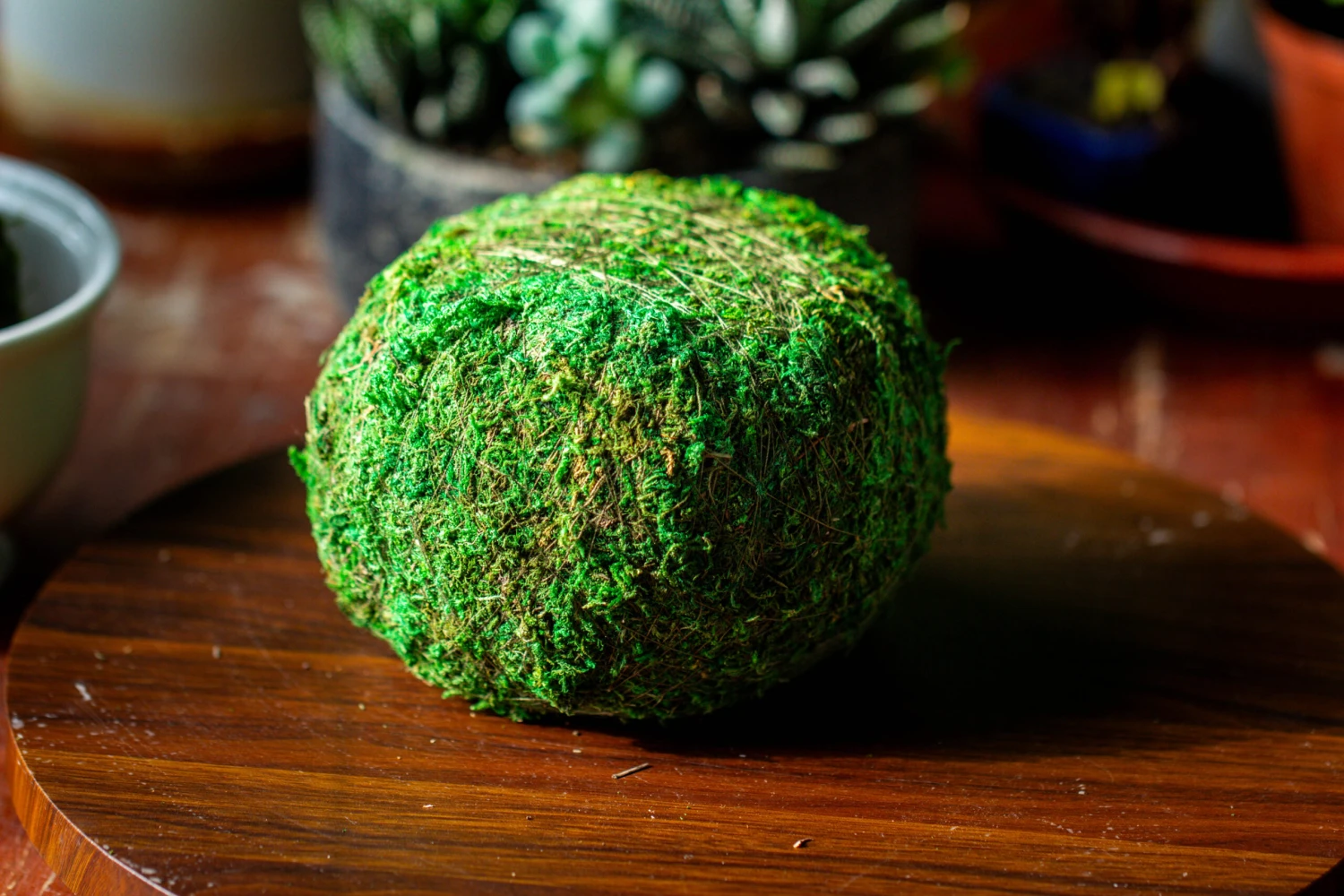 Preserved Hypnum Plumaeforme Wils. Moss Ball, Kokedama Planter 10 Preserved Hypnum Plumaeforme Wils. Moss Ball, Kokedama Planter - Image 10
