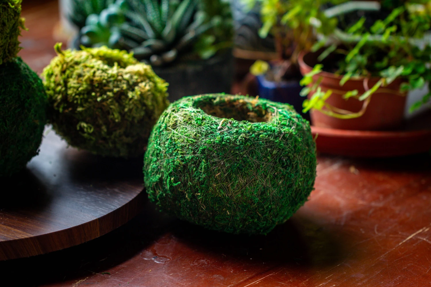 Preserved Hypnum Plumaeforme Wils. Moss Ball, Kokedama Planter 12 Preserved Hypnum Plumaeforme Wils. Moss Ball, Kokedama Planter - Image 12