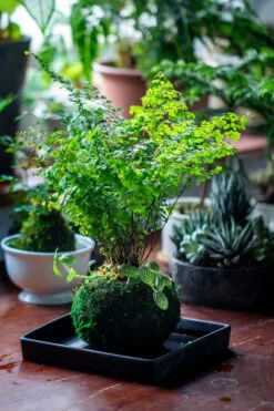 Preserved Hypnum Plumaeforme Wils. Moss Ball, Kokedama Planter 21 Preserved Hypnum Plumaeforme Wils. Moss Ball, Kokedama Planter -Glass Plant Store IMG 3089
