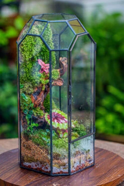 Vintage Tall Octagon Geometric Tin Glass Terrarium , 12.6" , Close, Suitable For Tall Plants, Orchid, Small Begonia Pitcher, Micro Landscape 25 Vintage Tall Octagon Geometric Tin Glass Terrarium , 12.6" , Close, Suitable For Tall Plants, Orchid, Small Begonia Pitcher, Micro Landscape -Glass Plant Store IMG 3134