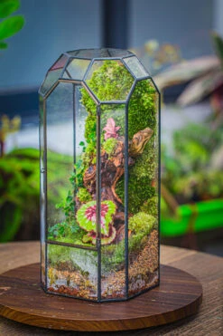 Vintage Tall Octagon Geometric Tin Glass Terrarium , 12.6" , Close, Suitable For Tall Plants, Orchid, Small Begonia Pitcher, Micro Landscape 26 Vintage Tall Octagon Geometric Tin Glass Terrarium , 12.6" , Close, Suitable For Tall Plants, Orchid, Small Begonia Pitcher, Micro Landscape -Glass Plant Store IMG 3135