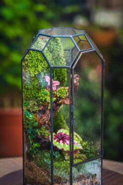 Vintage Tall Octagon Geometric Tin Glass Terrarium , 12.6" , Close, Suitable For Tall Plants, Orchid, Small Begonia Pitcher, Micro Landscape 23 Vintage Tall Octagon Geometric Tin Glass Terrarium , 12.6" , Close, Suitable For Tall Plants, Orchid, Small Begonia Pitcher, Micro Landscape -Glass Plant Store IMG 3136