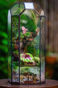 Vintage Tall Octagon Geometric Tin Glass Terrarium , 12.6" , Close, Suitable For Tall Plants, Orchid, Small Begonia Pitcher, Micro Landscape 28 Vintage Tall Octagon Geometric Tin Glass Terrarium , 12.6" , Close, Suitable For Tall Plants, Orchid, Small Begonia Pitcher, Micro Landscape -Glass Plant Store IMG 3139