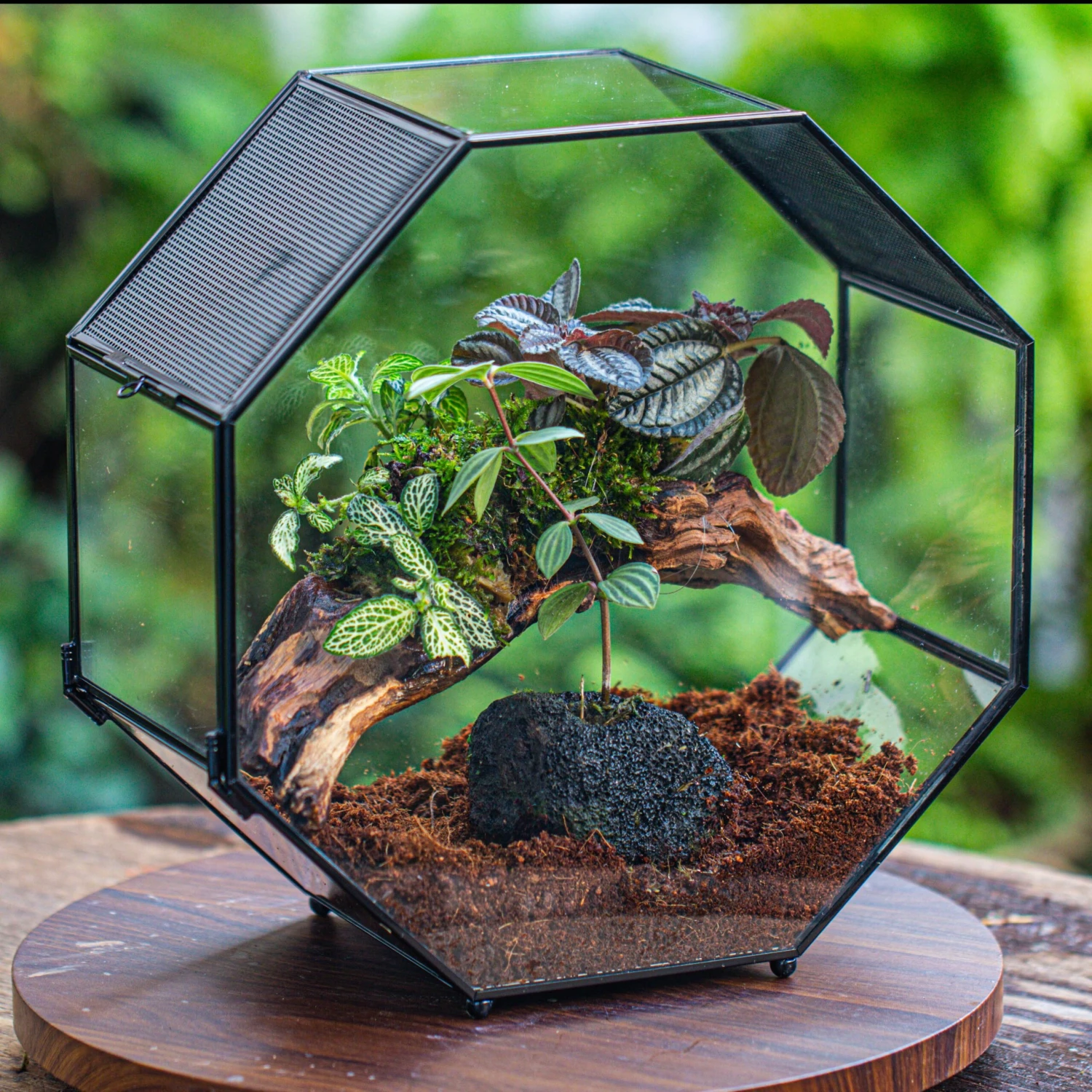 Handmade Octagon Glass Geometric Terrarium With Side Vent, Spider Terrarium, Jumping Spider/Snail Terrarium, Jumping Spider Enclosure 2 Handmade Octagon Glass Geometric Terrarium With Side Vent, Spider Terrarium, Jumping Spider/Snail Terrarium, Jumping Spider Enclosure - Image 2