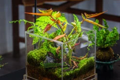 NCYP Acrylic Close Terrarium With Drainage Bottom, Suits For Fly Trap, Pitcher Plants, Moss Ball, Nursery, Small Tropical Plants -Glass Plant Store IMG 3193