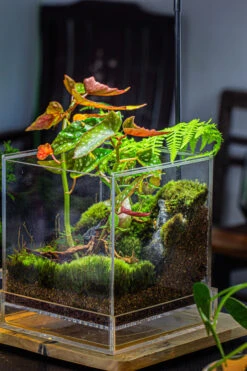 NCYP Acrylic Close Terrarium With Drainage Bottom, Suits For Fly Trap, Pitcher Plants, Moss Ball, Nursery, Small Tropical Plants -Glass Plant Store IMG 3194