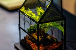 NCYP Vintage House Shape Glass Geometric Terrarium, With Side Door, With Mesh / Vent Holes For Small Insects Pet Building Set 25 NCYP Vintage House Shape Glass Geometric Terrarium, With Side Door, With Mesh / Vent Holes For Small Insects Pet Building Set -Glass Plant Store IMG 3362