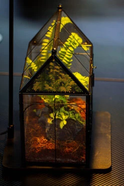 NCYP Vintage House Shape Glass Geometric Terrarium, With Side Door, With Mesh / Vent Holes For Small Insects Pet Building Set 35 NCYP Vintage House Shape Glass Geometric Terrarium, With Side Door, With Mesh / Vent Holes For Small Insects Pet Building Set -Glass Plant Store IMG 3363