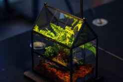 NCYP Vintage House Shape Glass Geometric Terrarium, With Side Door, With Mesh / Vent Holes For Small Insects Pet Building Set 39 NCYP Vintage House Shape Glass Geometric Terrarium, With Side Door, With Mesh / Vent Holes For Small Insects Pet Building Set -Glass Plant Store IMG 3365