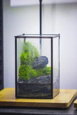 NCYP Watertight Close Geometric Glass Tin Terrarium, For Small Waterpond, Moss Landscape, Live Miniature, Water Pond, Miniature 32 NCYP Watertight Close Geometric Glass Tin Terrarium, For Small Waterpond, Moss Landscape, Live Miniature, Water Pond, Miniature -Glass Plant Store IMG 3371