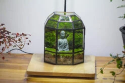 Half Dome Geometric Glass Terrarium, Close, Succulents Planter Pot Miniature Landscape Bonsai Container 28 Half Dome Geometric Glass Terrarium, Close, Succulents Planter Pot Miniature Landscape Bonsai Container -Glass Plant Store IMG 3375