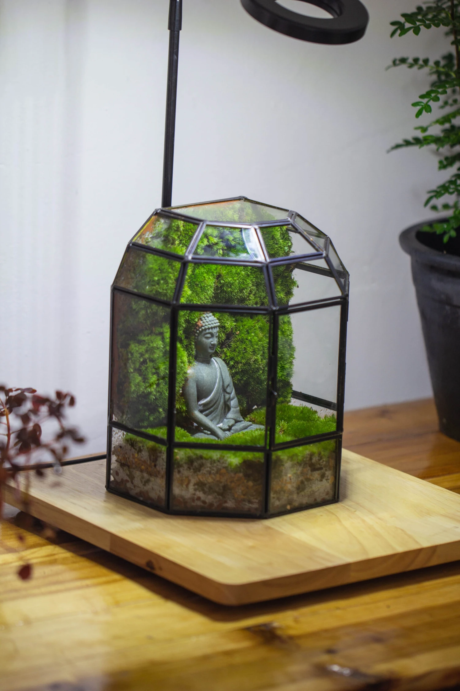 Half Dome Geometric Glass Terrarium, Close, Succulents Planter Pot Miniature Landscape Bonsai Container 10 Half Dome Geometric Glass Terrarium, Close, Succulents Planter Pot Miniature Landscape Bonsai Container - Image 10