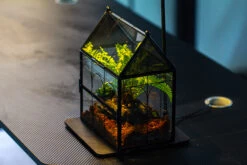 NCYP Vintage House Shape Glass Geometric Terrarium, With Side Door, With Mesh / Vent Holes For Small Insects Pet Building Set 34 NCYP Vintage House Shape Glass Geometric Terrarium, With Side Door, With Mesh / Vent Holes For Small Insects Pet Building Set -Glass Plant Store IMG 3381