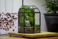 Half Dome Geometric Glass Terrarium, Close, Succulents Planter Pot Miniature Landscape Bonsai Container 30 Half Dome Geometric Glass Terrarium, Close, Succulents Planter Pot Miniature Landscape Bonsai Container -Glass Plant Store IMG 3383