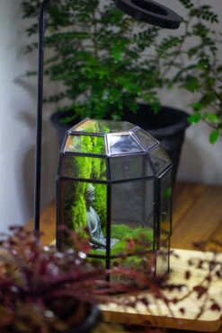 Half Dome Geometric Glass Terrarium, Close, Succulents Planter Pot Miniature Landscape Bonsai Container 34 Half Dome Geometric Glass Terrarium, Close, Succulents Planter Pot Miniature Landscape Bonsai Container -Glass Plant Store IMG 3387