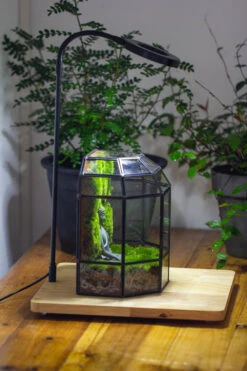 Half Dome Geometric Glass Terrarium, Close, Succulents Planter Pot Miniature Landscape Bonsai Container 33 Half Dome Geometric Glass Terrarium, Close, Succulents Planter Pot Miniature Landscape Bonsai Container -Glass Plant Store IMG 3388