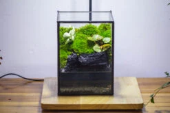NCYP Watertight Close Geometric Glass Tin Terrarium, For Small Waterpond, Moss Landscape, Live Miniature, Water Pond, Miniature 27 NCYP Watertight Close Geometric Glass Tin Terrarium, For Small Waterpond, Moss Landscape, Live Miniature, Water Pond, Miniature -Glass Plant Store IMG 3406