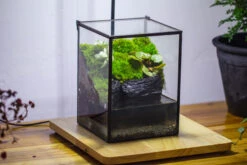 NCYP Watertight Close Geometric Glass Tin Terrarium, For Small Waterpond, Moss Landscape, Live Miniature, Water Pond, Miniature 28 NCYP Watertight Close Geometric Glass Tin Terrarium, For Small Waterpond, Moss Landscape, Live Miniature, Water Pond, Miniature -Glass Plant Store IMG 3407