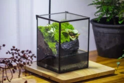 NCYP Watertight Close Geometric Glass Tin Terrarium, For Small Waterpond, Moss Landscape, Live Miniature, Water Pond, Miniature 23 NCYP Watertight Close Geometric Glass Tin Terrarium, For Small Waterpond, Moss Landscape, Live Miniature, Water Pond, Miniature -Glass Plant Store IMG 3408