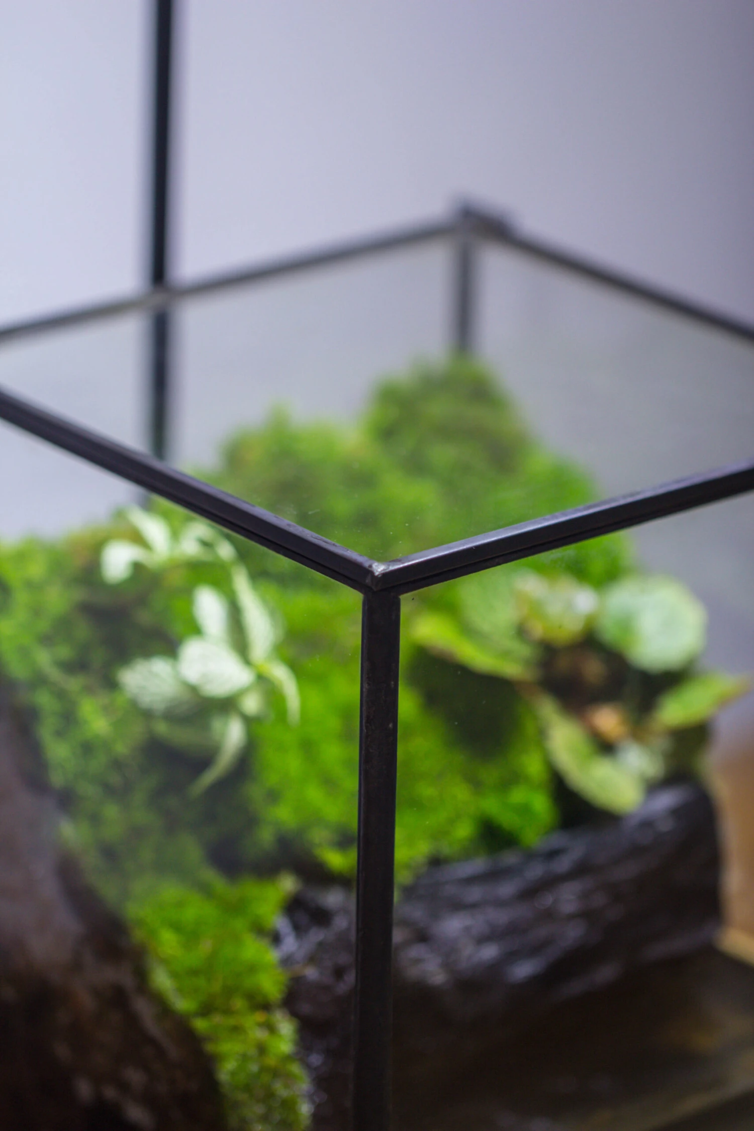 NCYP Watertight Close Geometric Glass Tin Terrarium, For Small Waterpond, Moss Landscape, Live Miniature, Water Pond, Miniature 5 NCYP Watertight Close Geometric Glass Tin Terrarium, For Small Waterpond, Moss Landscape, Live Miniature, Water Pond, Miniature - Image 5