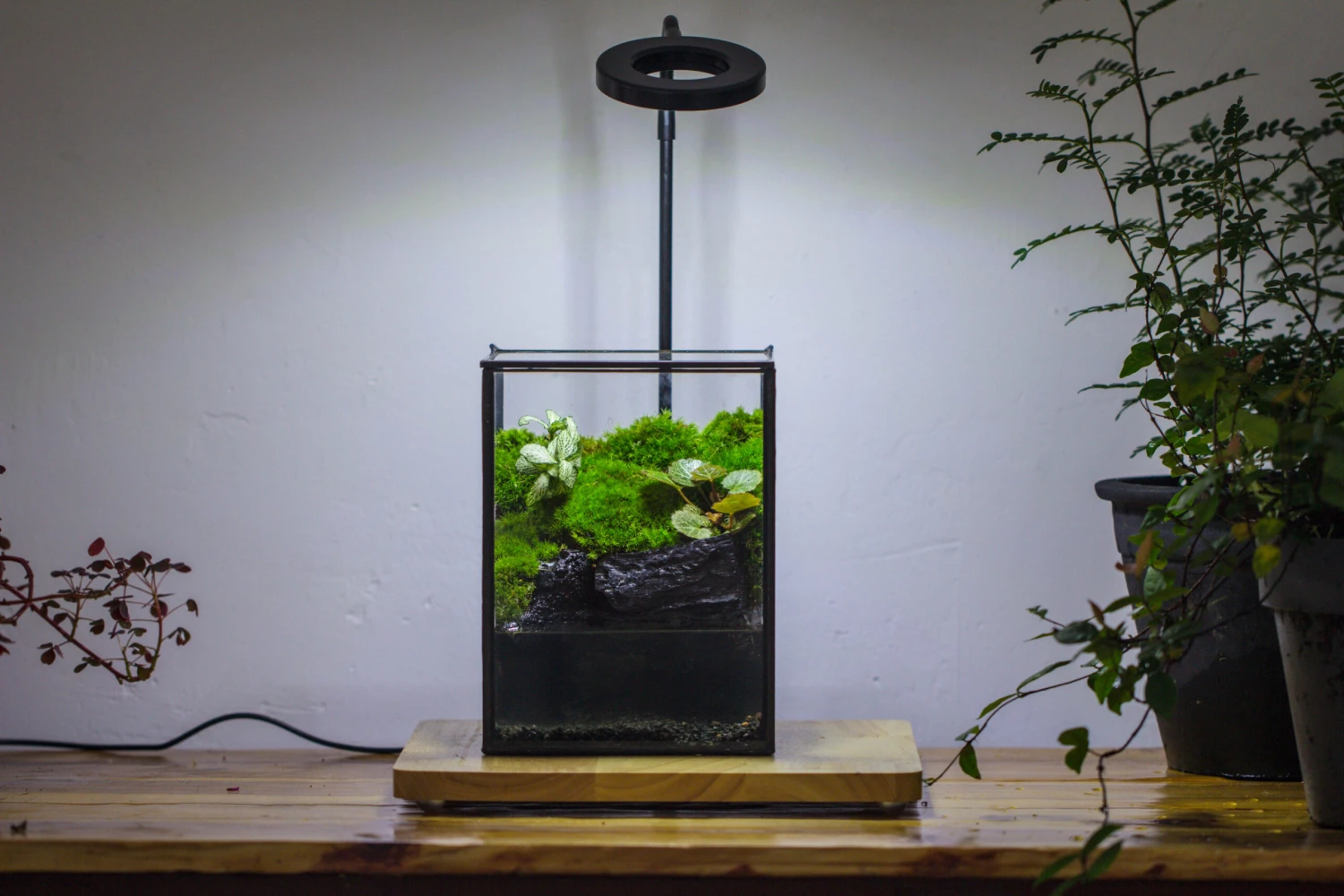 NCYP Watertight Close Geometric Glass Tin Terrarium, For Small Waterpond, Moss Landscape, Live Miniature, Water Pond, Miniature 7 NCYP Watertight Close Geometric Glass Tin Terrarium, For Small Waterpond, Moss Landscape, Live Miniature, Water Pond, Miniature - Image 7