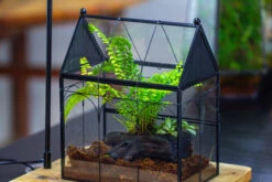 NCYP Vintage House Shape Glass Geometric Terrarium, With Side Door, With Mesh / Vent Holes For Small Insects Pet Building Set 30 NCYP Vintage House Shape Glass Geometric Terrarium, With Side Door, With Mesh / Vent Holes For Small Insects Pet Building Set -Glass Plant Store IMG 3441 1
