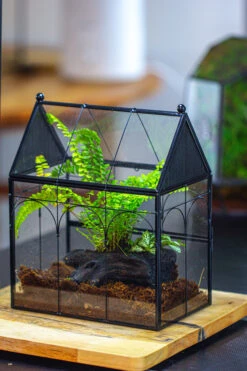 NCYP Vintage House Shape Glass Geometric Terrarium, With Side Door, With Mesh / Vent Holes For Small Insects Pet Building Set 29 NCYP Vintage House Shape Glass Geometric Terrarium, With Side Door, With Mesh / Vent Holes For Small Insects Pet Building Set -Glass Plant Store IMG 3443 8d5f3cfe e349 43bb 91ff c92a49f7bc5a