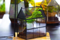 NCYP Vintage House Shape Glass Geometric Terrarium, With Side Door, With Mesh / Vent Holes For Small Insects Pet Building Set 27 NCYP Vintage House Shape Glass Geometric Terrarium, With Side Door, With Mesh / Vent Holes For Small Insects Pet Building Set -Glass Plant Store IMG 3447