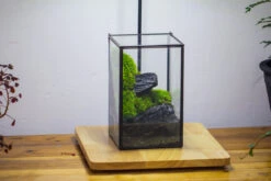 NCYP Watertight Close Geometric Glass Tin Terrarium, For Small Waterpond, Moss Landscape, Live Miniature, Water Pond, Miniature 34 NCYP Watertight Close Geometric Glass Tin Terrarium, For Small Waterpond, Moss Landscape, Live Miniature, Water Pond, Miniature -Glass Plant Store IMG 3452
