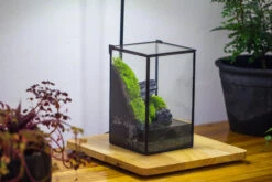 NCYP Watertight Close Geometric Glass Tin Terrarium, For Small Waterpond, Moss Landscape, Live Miniature, Water Pond, Miniature 35 NCYP Watertight Close Geometric Glass Tin Terrarium, For Small Waterpond, Moss Landscape, Live Miniature, Water Pond, Miniature -Glass Plant Store IMG 3454